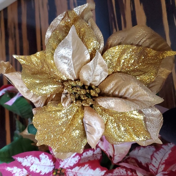 Poinsettia flowers - Picture 2 of 3